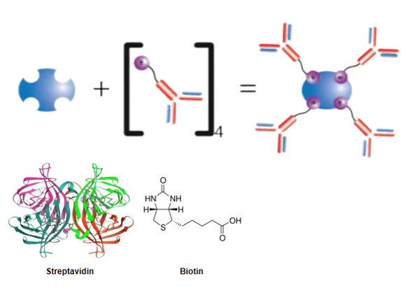 YODO™Anti-biotin antibody