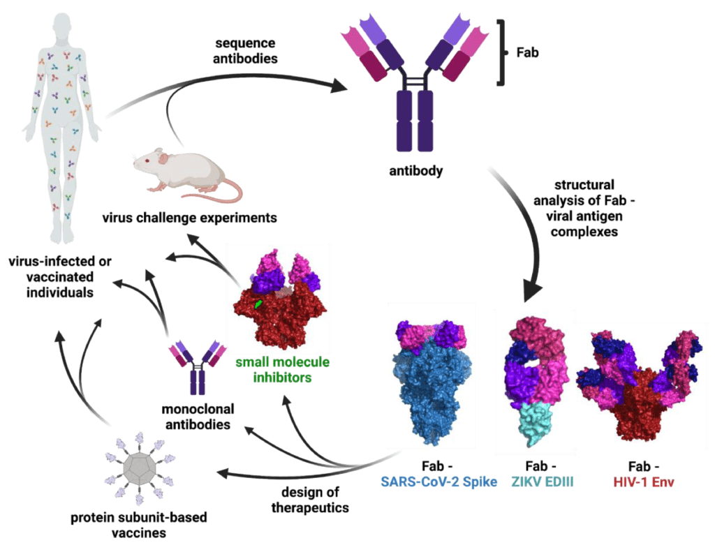 The Role of Antibody Production in Vaccination: From Development to Immune Response