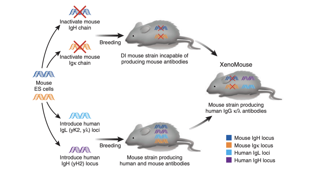 Transgenic Animals in Antibody Discovery