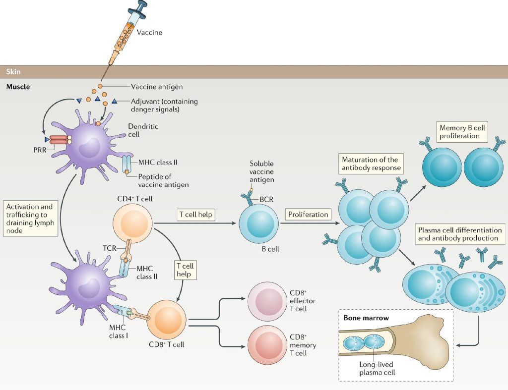 DOI: 10.1074/jbc.REV120.010181