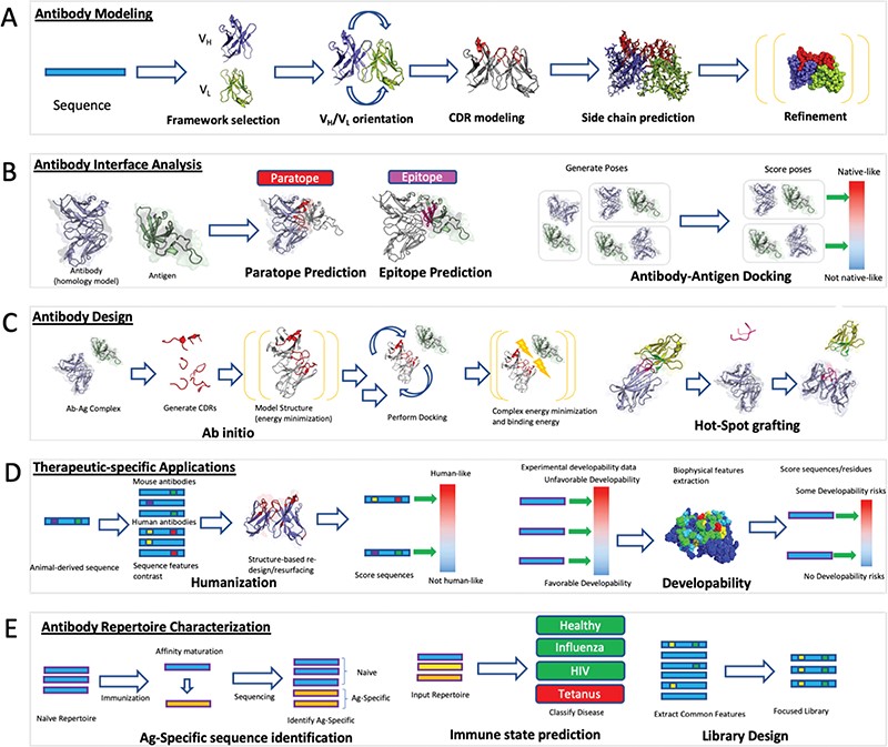 Computational Design of Antibodies for Drug Discovery