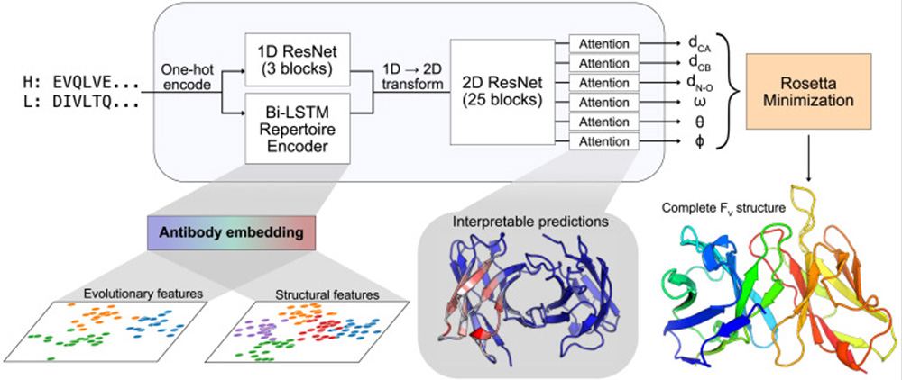 DeepAb method for antibody structure prediction. DOI: 10.1016/j.patter.2021.100406