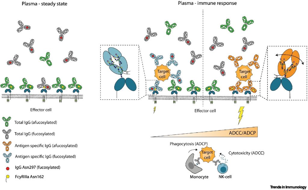 Afucosylation of antigen-specific IgG can affect steady-state FcγRIII occupancy and effector activities in humans. DOI:10.1016/j.it.2022.08.001