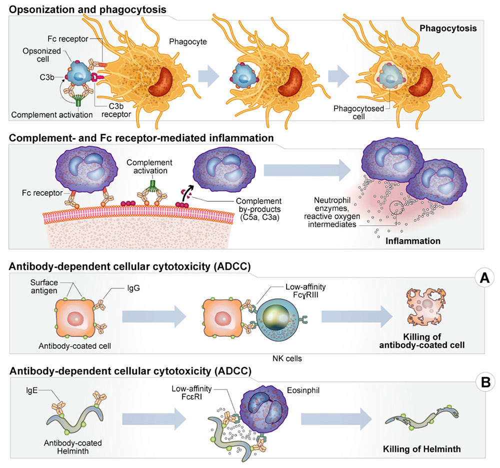 DOI: 10.3390/antibiotics10121530