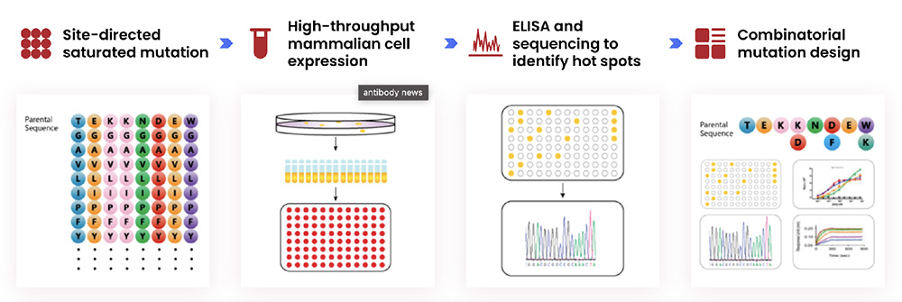 Affinity maturation refers to the process of improving antibody affinity and binding interactions to target antigens. This is done naturally in vivo by somatic hypermutation and clonal selection in mammalian B cells, but it can also be done in the lab in vitro by mutagenesis and selection for therapeutic applications. In vivo When a host is repeatedly exposed to the same antigen, the antibodies produced by their immune response will have increasingly greater affinity, avidity, and anti-pathogen activity. This occurs due to somatic hypermutation in the variable CDRs (complementarity-determining regions) of immunoglobulin genes in B cells, and takes place in germinal centers (structures within secondary lymphoid tissues). Clonal selection takes place when follicular dendritic cells of the germinal centers present antigens to the B cells, with only the most competitive B cells surviving to stably conjugate with follicular B helper T cells. After several rounds of selection, high-affinity antibodies will be produced.1 In vitro Similar to the in vivo process, in vitro affinity maturation is used to optimize antibodies, antibody fragments, or other peptides by diversifying the antibody base sequence and isolating higher-affinity binders. FCMES-AM™ (Full Coverage Mammalian Expression System for Affinity Maturation) is Biointron's proprietary platform for affinity maturation. Each amino acid in the CDR region will be mutated to the other 17 amino acids (except Cysteine and Methionine) with equal ratios. The clones will be expressed in a mammalian system, and an ELISA binding assay will be conducted as an initial test. This will be followed by SPR (surface plasmon resonance) or FACS (fluorescence-activated cell sorting) for further affinity measurements.The process is as follows: Site-directed saturated mutation High-throughput mammalian cell expression ELISA and sequencing to identify hot spots Combinatorial mutation design and characterization At Biointron, we are dedicated to accelerating antibody discovery, optimization, and production. Our advantages in affinity maturation include: No-bias Site Saturation Mutagenesis in CDR Regions Guaranteed at least 5-fold Affinity Improvement Our team of experts can provide customized solutions that meet your specific research needs. Contact us to learn more about our services and how we can help accelerate your research and drug development projects. References: Doria-Rose, N. A., & Joyce, M. G. (2015). Strategies to guide the antibody affinity maturation process. Current Opinion in Virology, 11, 137. https://doi.org/10.1016/j.coviro.2015.04.002