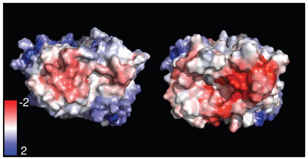 Projection of Spatial-Charge-Map (SCM) values on the Fv domain, representing viscosities. DOI: 10.1080/19420862.2015.1099773