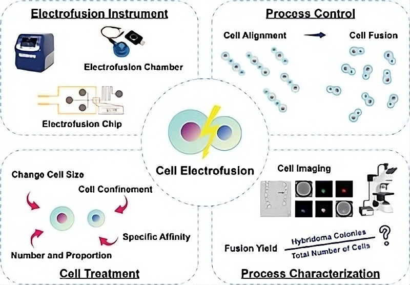 Electrofusion Technology. Image credit: 10.1002/biot.202200428