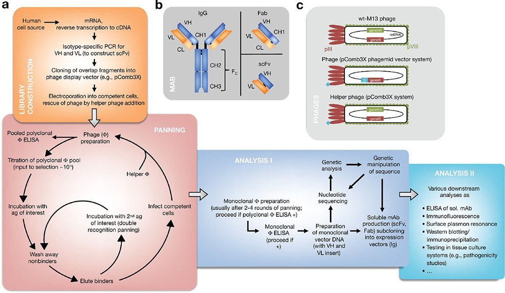 DOI: 10.1038/jid.2013.521