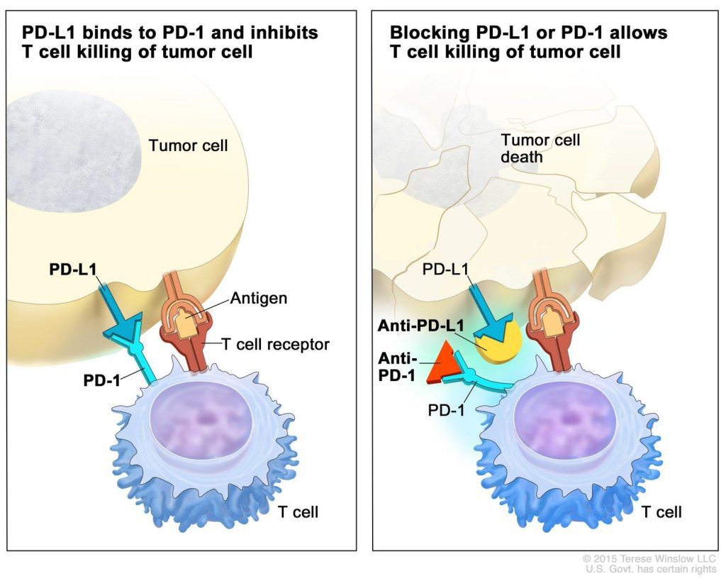 Checkpoint proteins, such as PD-L1 on tumor cells and PD-1 on T cells, help keep immune responses in check.