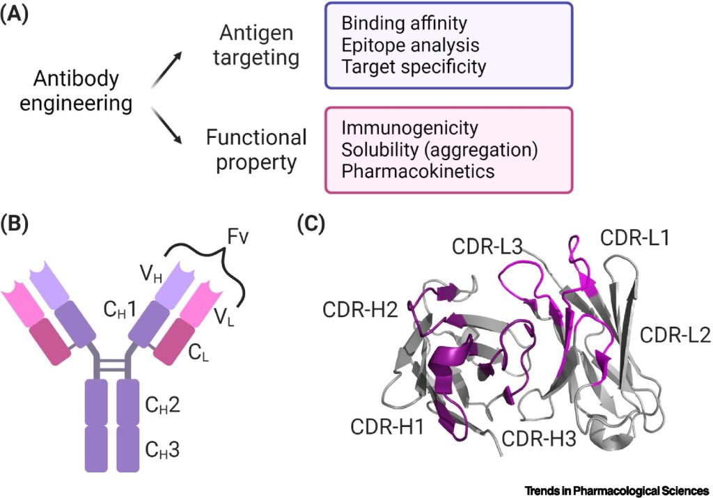 Antibody engineering for better efficacy and functional properties. DOI:10.1016/j.tips.2022.12.005