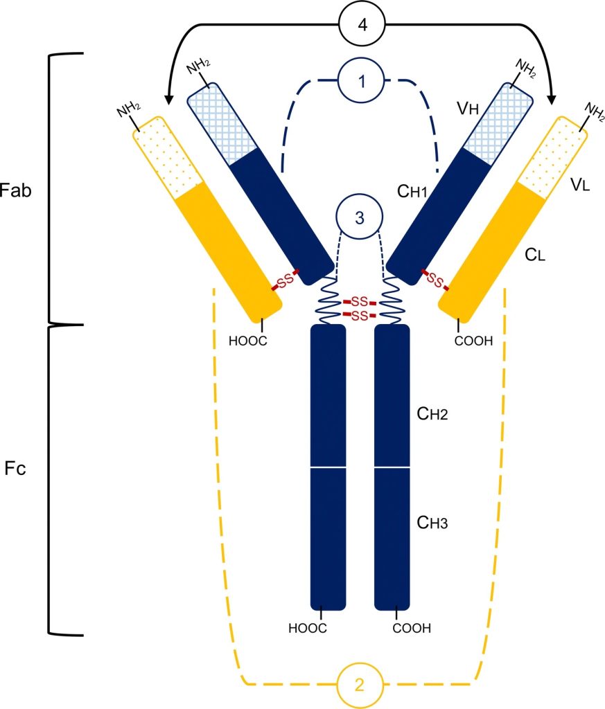 Antibody structure. DOI:10.1007/s00018-019-03239-6