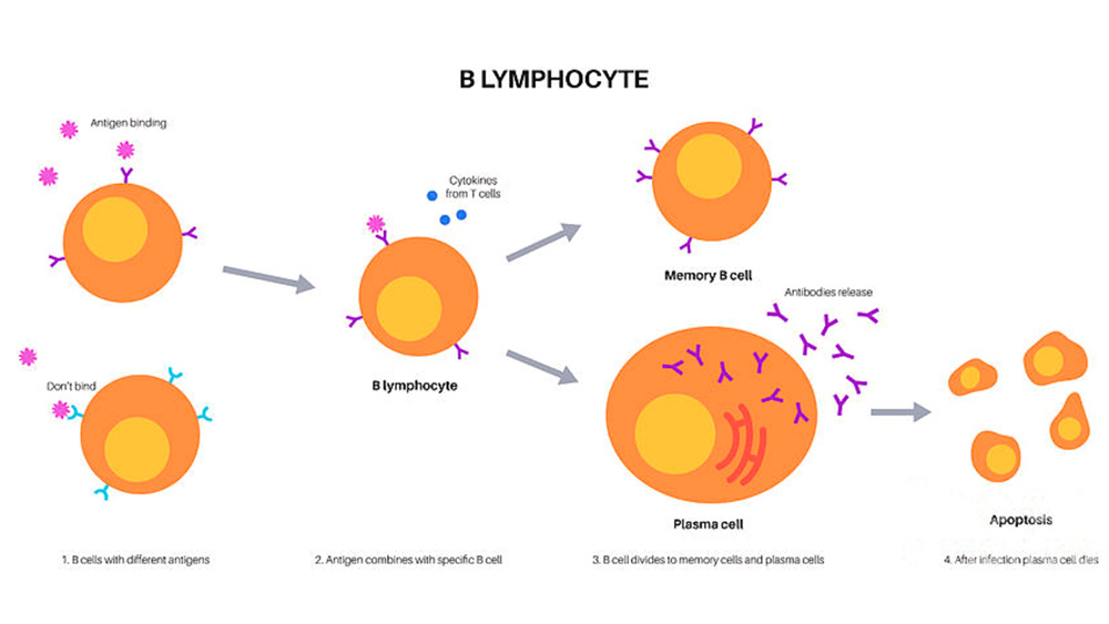 B Cell Activation: A Deeper Dive into the Signaling Symphony