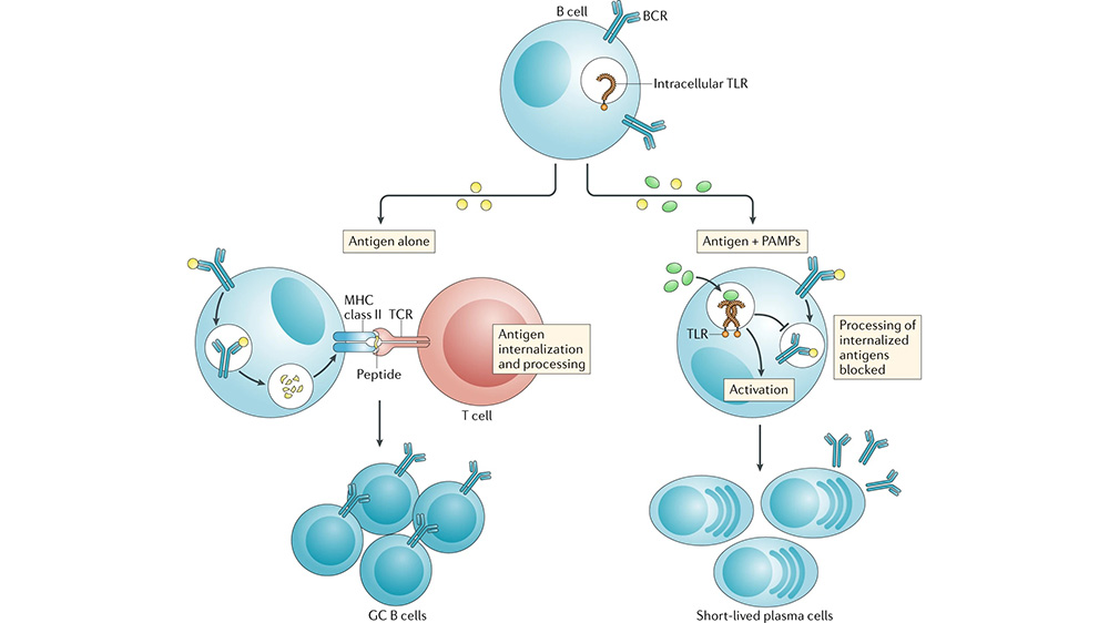 DOI: 10.1038/s41577-019-0244-2