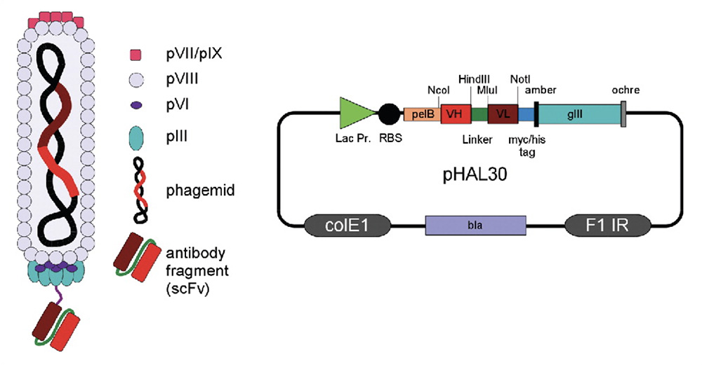 Schema of an antibody (scFv) phage and phage display vector binding site. DOI: 10.1080/19420862.2016.1212149