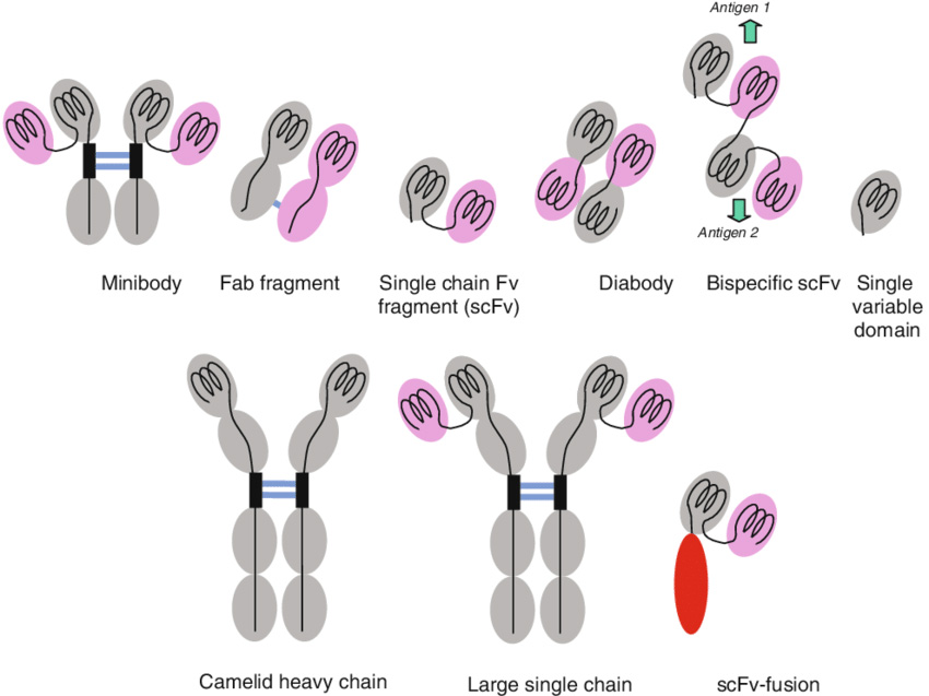 DOI: 10.1007/s00114-002-0400-5