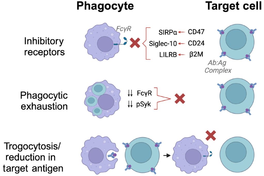 ADCP-limiting mechanisms. DOI:10.1111/imr.13265