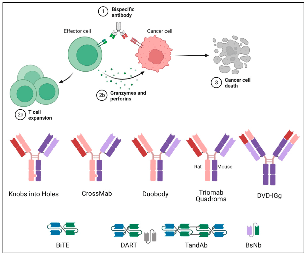 Mechanism and structure of different types of BsAbs. DOI:10.3390/ph16101461