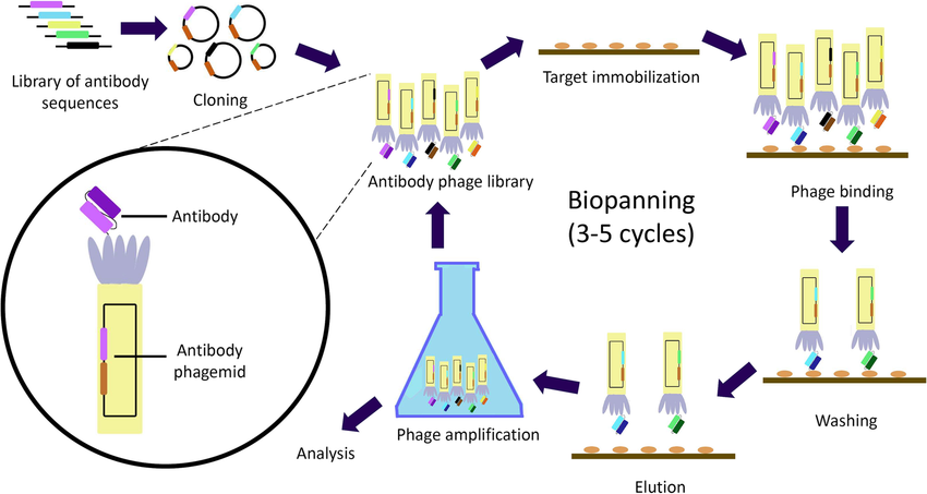 DOI:10.1007/s12265-021-10169-x