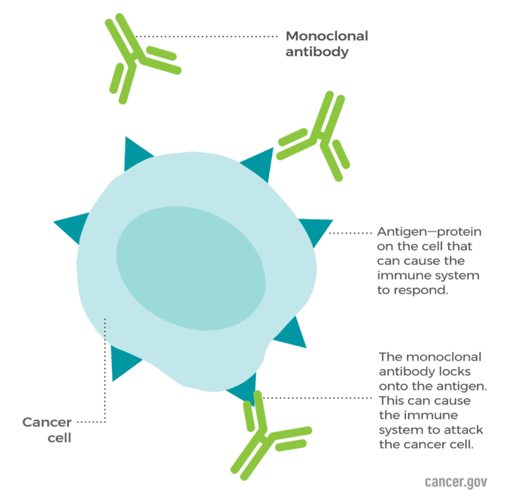 What are Monoclonal Antibodies?