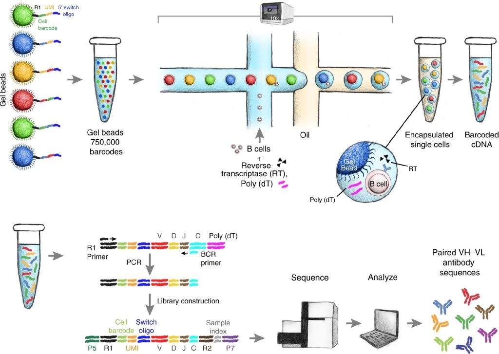 DOI:10.1038/s42003-019-0551-y